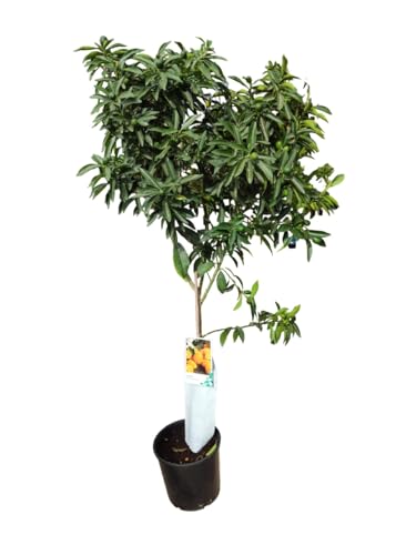 AzJardin- Arbol natural de Naranjo Kumquat-Planta viva- Altura 150cm aprox. Maceta de 25cm- Naranja enana comestible-Naranjo chino