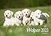 Edition Seidel Welpen Hunde Premium Kalender 2023 DIN A3 Wandkalender Hundekalender