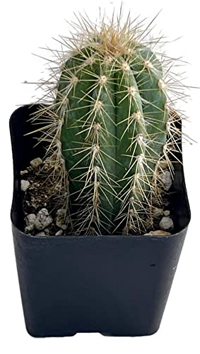 Fat Plants San Diego Living Indoor Succulents and Cactus Rooted in Plastic Planters with Soil (2.5 Inch, Pilosocereus pachycladus)