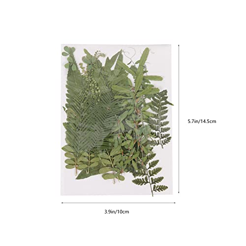 LUOZZY Folhas prensadas faça você mesmo folhas secas folhas prensadas decalques de rosto DIY amostra