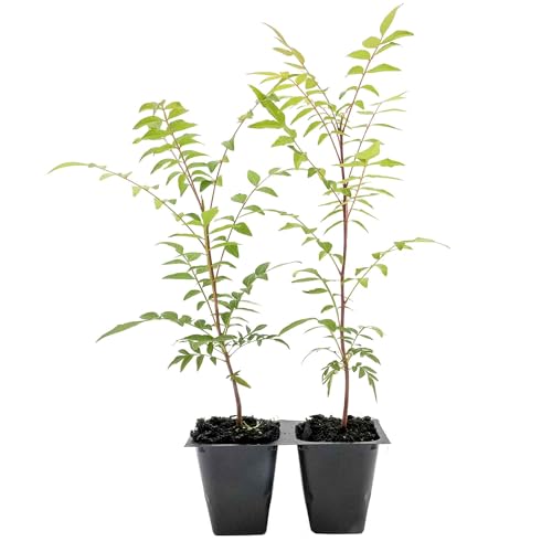 2 Dormant Chinese Pistache Tree Saplings (Pistacia chinensis) | Deciduous