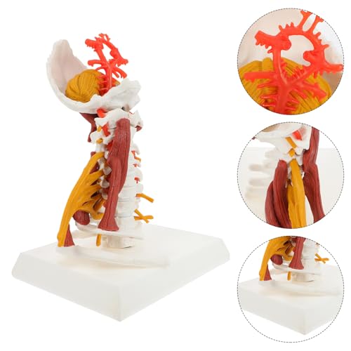Vertèbre cervicale et muscles en PVC pour démonstration médicale