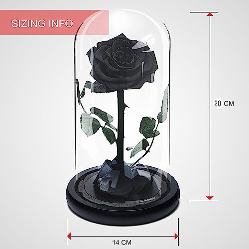 Fleur noire préservée INTIGNIS pour un amour durable cinq ans