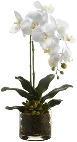 Silk Plants Direct Phalaenopsis Orchid Plant and Echeveria (Pack of 4)