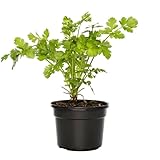Cilantro o Coriandro Natural Planta Aromática Utilizada como Condimento culinario