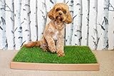 Generic Real Grass Dog/Puppy Potty 24 x 16. Training. Indoor/Porch or Deck, Green