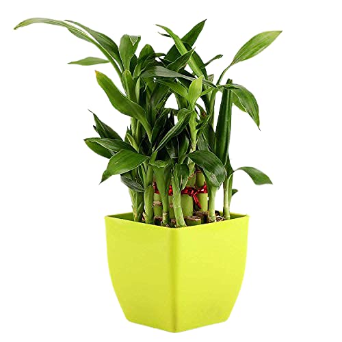 See full amazon price history chart for Unmukth Natural Live 2 Layer Lucky Bamboo Plant with Green Plastic Pot | Feng Shui Indoor Plant for Home & Office Decor | Air Purifying & Easy to Maintain (Size-3inch) Unmukth Natural Live 2 Layer Lucky Bamboo Plant with Green Plastic Pot | Feng Shui Indoor Plant for Home & Office Decor | Air Purifying & Easy to Maintain (Size-3inch) (B099SDXSLC) Amazon Price History, Amazon Price Tracker