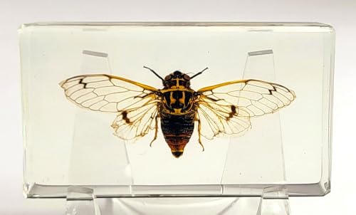 Image of 2.9 inch Real Cicada Cicadatra Querula w /Open Wings in Crystal Clear Lucite Resin Paperweight Specimen Preserved Insect Taxidermy Collection for Biology Science Education Desk Ornament Display Supplies