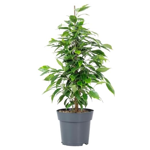 Figuier de bouleau « Forever » - Plante d'intérieur facile d'entretien - Ficus benjamini - Hauteur : environ 75 cm - Diamètre du pot : 17 cm