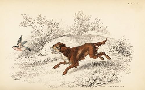 Toile peinture murale Springer Spaniel affiche impression déco salon 60x90cm