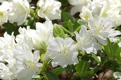 Brighter Blooms - Autumn Angel Encore Azalea - Indoor/Outdoor Flowering Plant, 2 Gallon, No Shipping to AZ