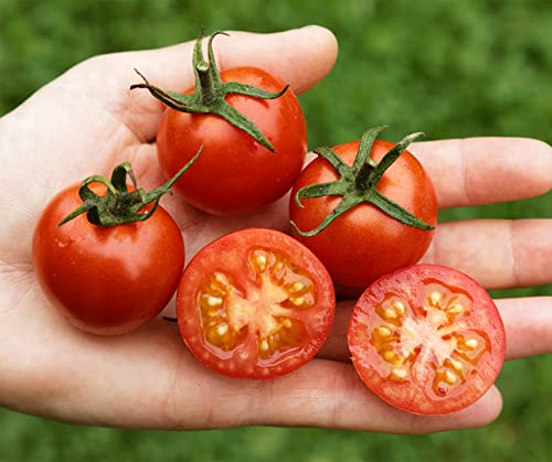 Primabella PhR BIO Cherrytomate BIO-Tomatensamen von Bobby-Seeds