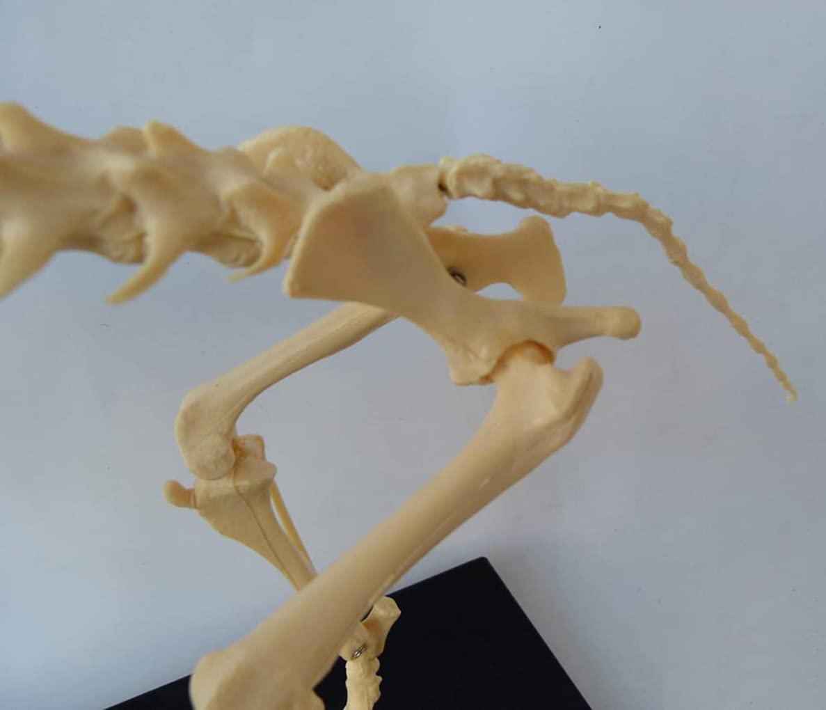 1: 1 Hunde-Skelett Anatomisch Modell Animal Specimen 64Cmx10cmx30cm Tier Anatomie Hundeskelett Menschliche Biologie Unterrichten Veterinär Demonstration Werkzeug