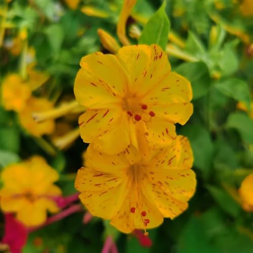 Semi di miracolosi - semi di campo Mirabilis jalapa - per luoghi soleggiati le da giardino roccioso sono resistenti giardino 20pcs