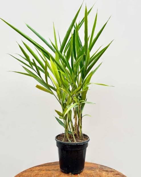 Elaichi Plant tree hybrid original plant pack of 1 with grow bag (B0CPBXLN51) Amazon Price History, Amazon Price Tracker