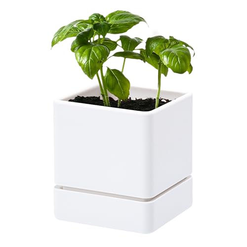 D'vine Dev 4 Inch Herb Planter Pot, Plastic Planter with