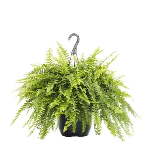Helecho Colgador XXL - Planta Colgante Natural y Deslumbrante