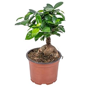 Bonsai boompje | Ficus ‘Ginseng’ per stuk – Kamerplant in kwekerspot ⌀12 cm – ↕35 cm