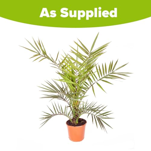 YouGarden Phoenix Palm Tree, Established 55-75cm Tall Tree in a 15cm Pot, Exotic Tropical Patio Plants Perfect for Gardens or House Plants