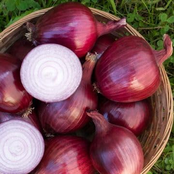 Carbeth Plants Winter Onion Set Bundle – 100 x Red Baron & 100 x Stuttgarter Giant Onion Sets – Hardy, High Yielding Crop
