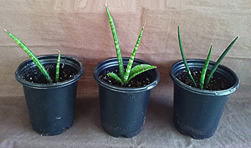 Sansevieria Cylindrica, Snake Plant, Single Plant, Potted in 4 inch Pot