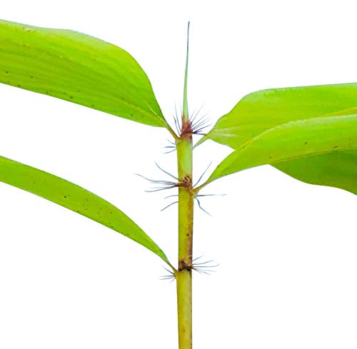 bananenpflanze angebot Musa Dwarf Cavendish Bananenpflanze XL – vielgrün main image 0