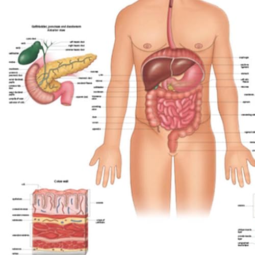 Image of Anatomy Lab Human Digestive System Anatomy Poster, LAMINATED, Anatomy and Physiology, 17.3 x 22.5 Inches, Body System Diagram, Anatomical Chart for Education Learning and Students | Laminated Anatomical Chart for Education and Learning, 17.3 x 22.5 Inches
