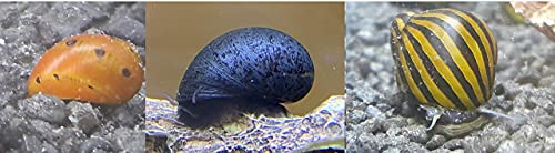 Topbilliger Tiere Schneckenmix 9X - 3X Zebra Rennschnecke 3X Orange Track Rennschnecke 3X Anthrazit-Napfschnecke Stahlhelmschnecke