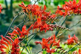 New Fresh 10pcs Crocosmia Lucifer Plant Seeds Generic