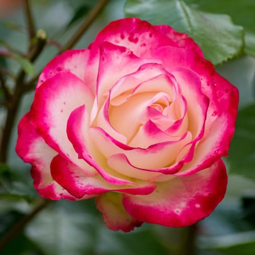 YouGarden Rose 'Double Delight', Bare Root Rose, Ready to Plant, for Pots, Beds, and Borders