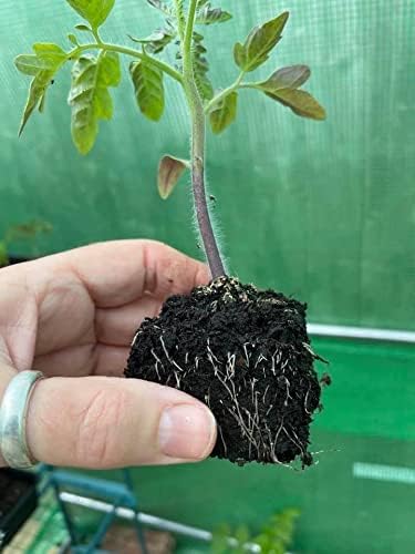 Ladbrooke Genuine Soil Block Maker - Mini 5 Hand Held, Made in England - Image 8