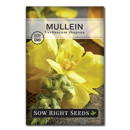 Sow Right Seeds - Mullein Seeds for Planting - Non-GMO Heirloom Variety - Ideal for Gardens Landscaping Medicinal Herbs - Easy to Grow - Indoor or Outdoor Growing - Herb Garden (1)