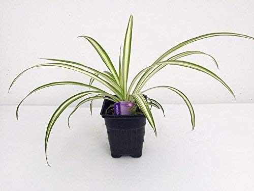 9GreenBox Ocean Spider Plant - Easy to Grow - Cleans The Air -New