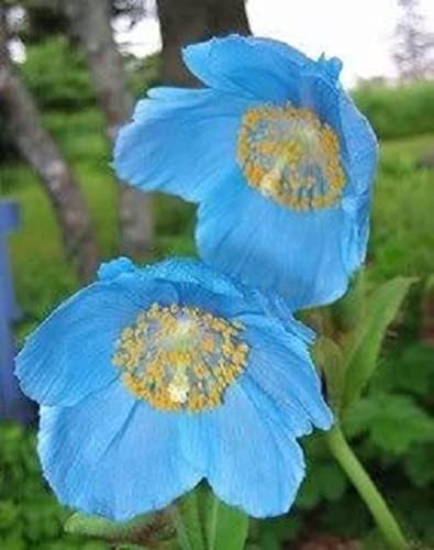 10 Blue Himalayan Poppy Tibetan Meconopsis Betonicifolia Flower Seeds