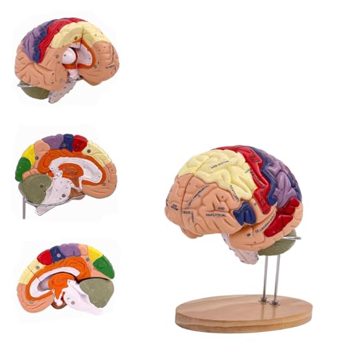 Anatomiczny model ludzkiego mózgu dla neuronauki - rozmiar życia, oznaczony kolorami, odłączany do nauki medycznej i psychologii