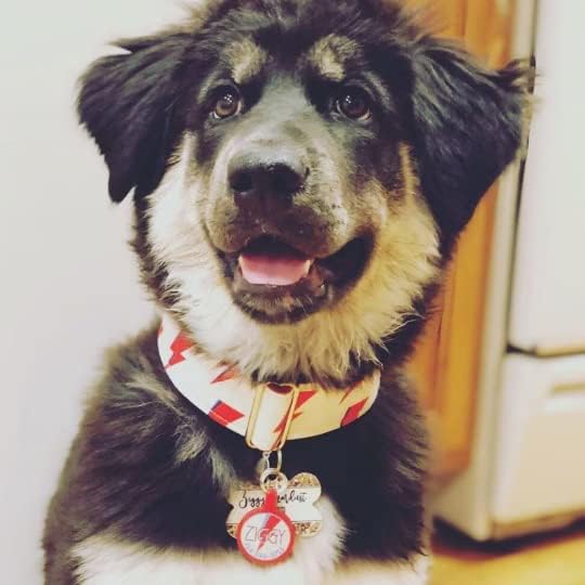 Miniatura 2 de Bowie Ziggy Stardust Lightning Bolt - Placa de identificación ecológica para mascotas silenciosa y ligera