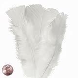 Large White Turkey Flat Feather (50/Pack)