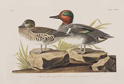 Tableaux Graffiti Art de John James Audubon en affiche moderne de 60x90cm pour salon