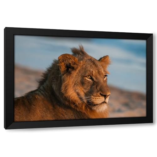 ArtDirect Portrait of a lion resting on a river bank Sand River-Mala Mala Game Reserve-South Africa Custom Framed Art Print Giclee Print or Canvas Options with Various Sizes and Customization by Pitamitz, Sergio