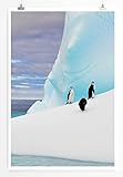 Sinus Art Kunst und Deko Poster - Tierfotografie – 