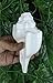 ASHIRWAD Genuine Blowing Shankh Vamavarti Dattatreya - Conch Shell - Puja Ritual - Shankhnaad (7.5 inches)