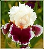 imagenes flores exoticas colombianas Forma de la planta: bulbo de iris