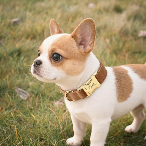 Personalisierte Hundehalsband mit Namensgravur- Verstellbares Welpenhalsband aus weichem Polyester- Samt, Robustes & individuell graviertes Hunde Halsband für kleine, mittlere und große Hund-6
