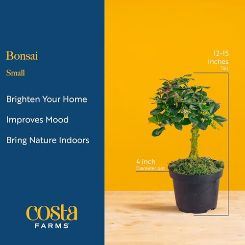 Image of Costa Farms Bonsai Miniature Tree Live Plant in Decorative Pot, Easy Indoor Houseplant, Assorted Variety, Zen Home, Room, or Office Decor, House Warming or Birthday Gift, 12-15 Inches Tall
