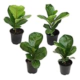 Fiddle Leaf Fig Tree (4 Pack), Ficus Lyrata Plant Pack, Ficus Tree Live Plant Delivery, Popular Plant Decor, Indoor Plants Live Houseplants, Real Plants, Live Plants Indoor Plant by Plants for Pets