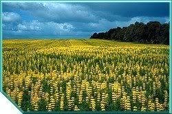 60 Yellow Lupine (Whitewhorl Lupine/Dense-Flowered Lupine) Lupinus Densiflorus Flower Seeds #TOP1