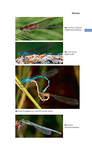 Field Guide To California Insects: Second Edition (Volume 111) (California Natural History Guides) #TOP2
