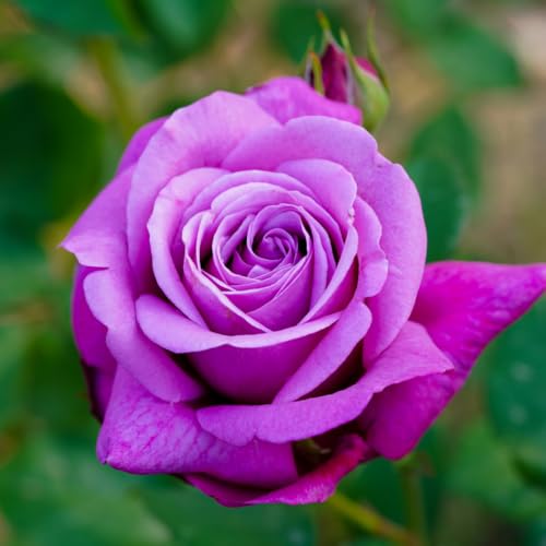 Purple Climbing Rose Live Plant, Fragrant Rose Bush Ready