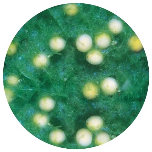 Spongilla, Living Freshwater Sponge