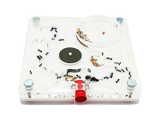 ANTHILLSHOP Ant Farm - Acryl Ameisenfarm 10x10 cm mit Deckel | Schaumstoff-Feuchtigkeitssystem | Transparent | Free Ameisen enthalten Cover